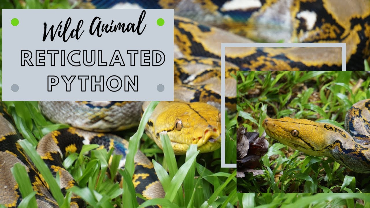 Reticulated Python - ពស់ថ្លាន់ Full HD 1080p - YouTube