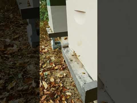 Hive inspection at