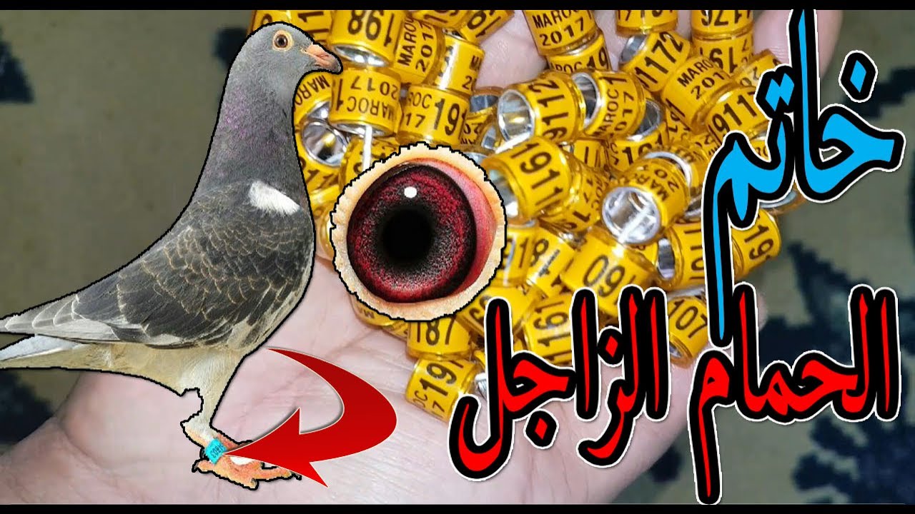مجموعة من خواتم للحمام الزاجل اخر مجموعة في رمضان - Racing Pigeon Rings -  YouTube