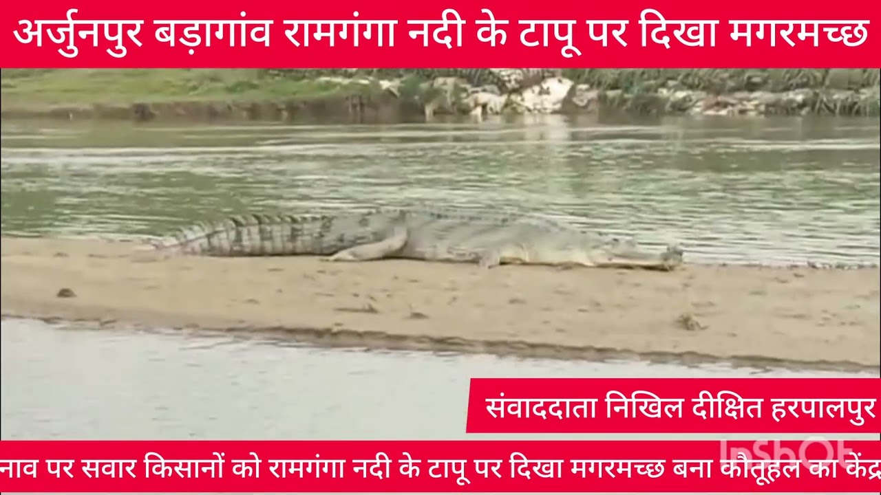 Hardoi News : बड़ागांव-अर्जुनपुर के बीच रामगंगा नदी के बीच टापू पर बड़ा मगरमच्छ दिखा 