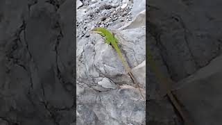 anole lizard up close