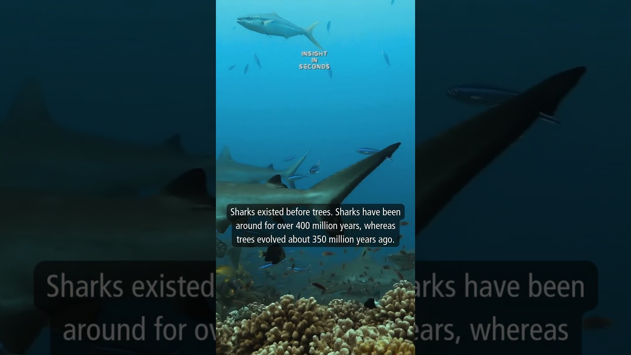 Today's Insight: Sharks 