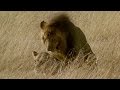 Brutal Lion Infanticide and Mating  | Battle of the Sexes In The Animal World | BBC Earth