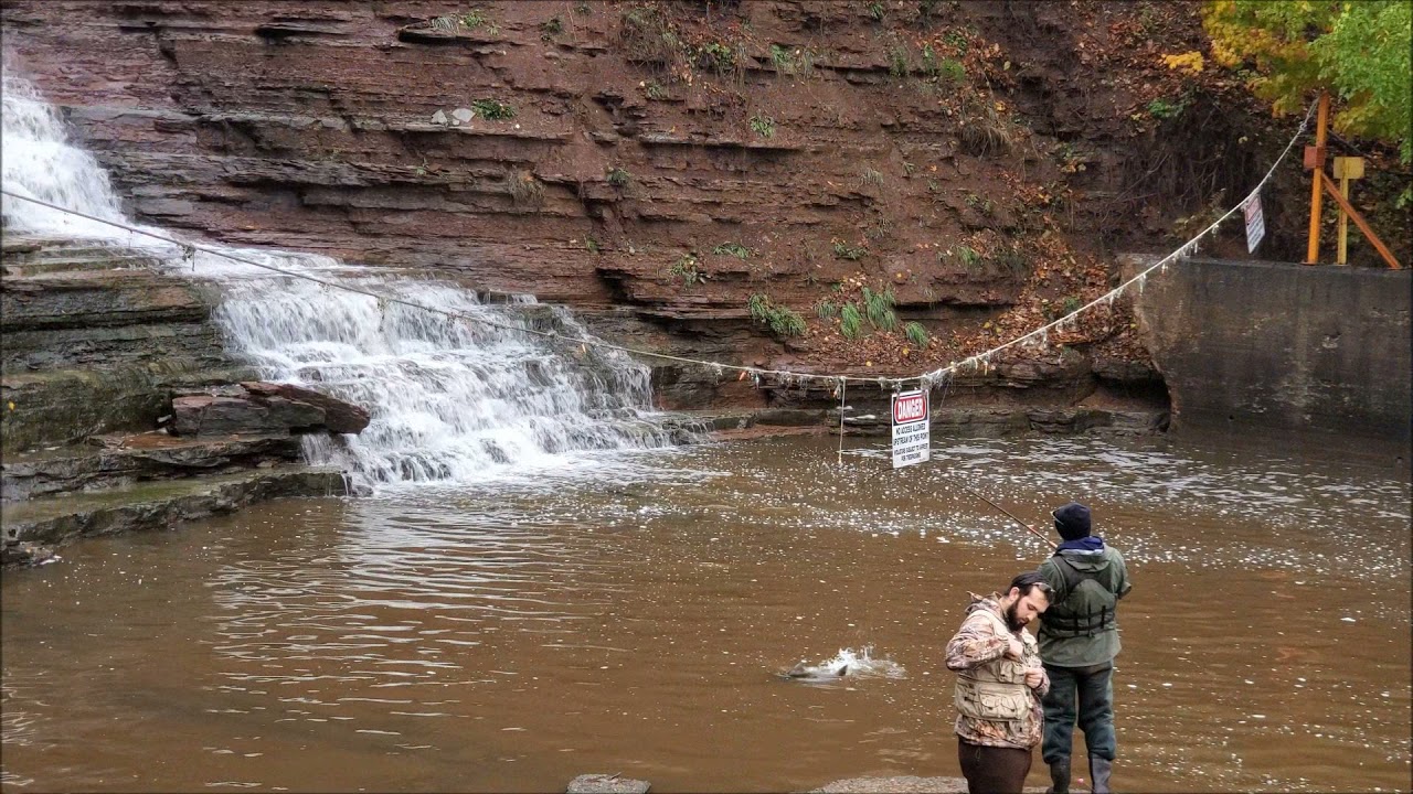 Salmon Fishing at Waterport Falls, Waterport, New York YouTube