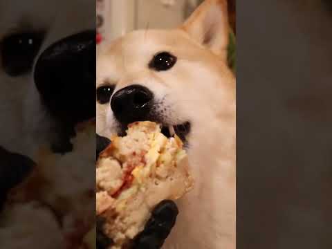 ASMR咀嚼音 犬用グロコロを食べる #mukbang