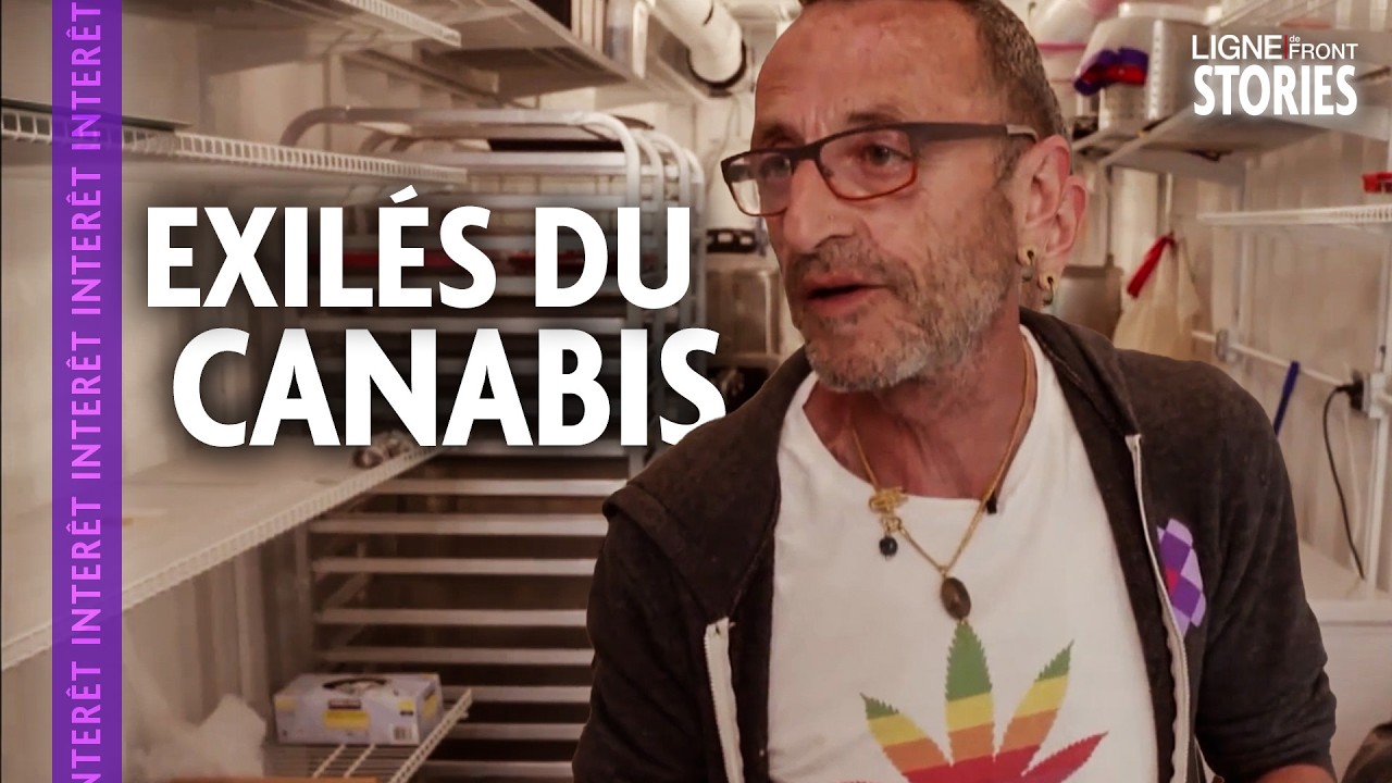 Californie : la French Connection du cannabis