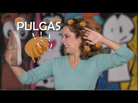 Vídeo: Seu cão tem pulgas?