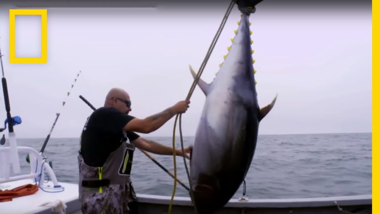 خلاف صيد السمك | سمكة التونة العنيدة | ناشونال جيوغرافيك أبوظبي