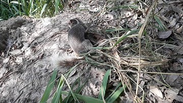 thăm bẩy chồn dính chồn bạc má ngày22 tháng 4, 2020