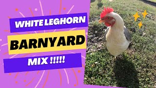 White leghorn Barnyard Mix#chickenlife #chickenraising #chicken @Chickenchaos