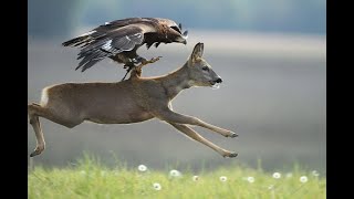 The Eagle, the most powerful bird in the skies Eagle hunting