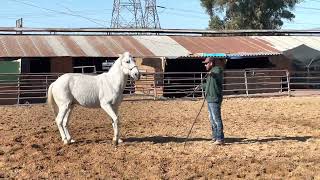Como enseñar a galopar correctamente a tu caballo