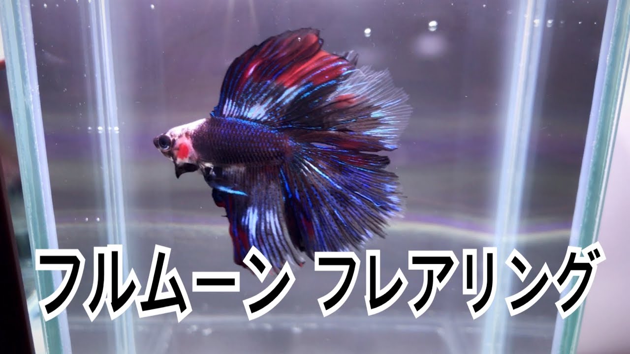 Bettafish ダブルテール フルムーンのフレアリング ベタ Youtube