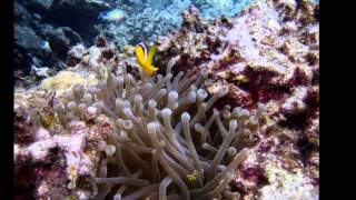 RedSea 2012 | Daedalus & Fury Shoals | Liveaboard