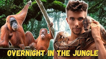 OVERNIGHT with Wild Orangutans in Sumatra 🇮🇩