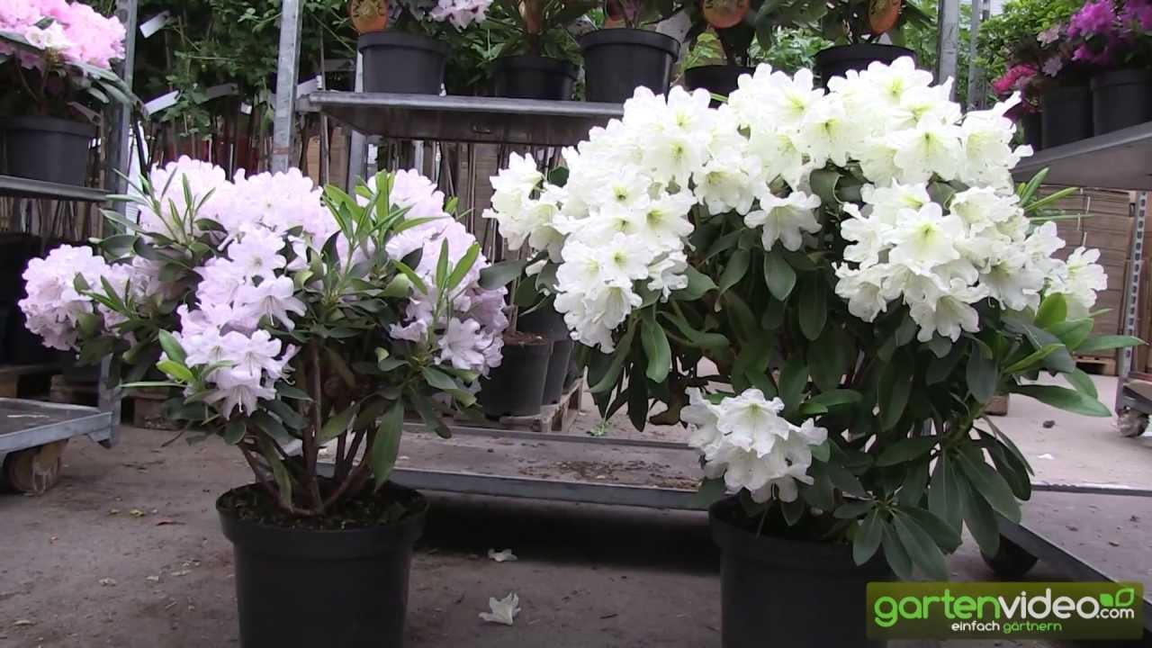 Eine Dufthecke mit INKARHO Rhododendron