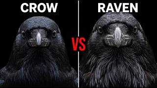 What Is the Difference Between Crows and Ravens