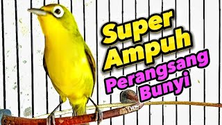 KECIAL KUNING NGEJOS JOS AMPUH UNTUK PERANSANG BUNYI