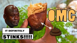 Jamaican Stinking Toe Fruit