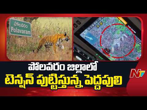 Andhra Pradesh : పోలవరం జిల్లాలో టెన్షన్ పుట్టిస్తున్న పెద్దపులి | NTV Telugu - NTVTELUGU