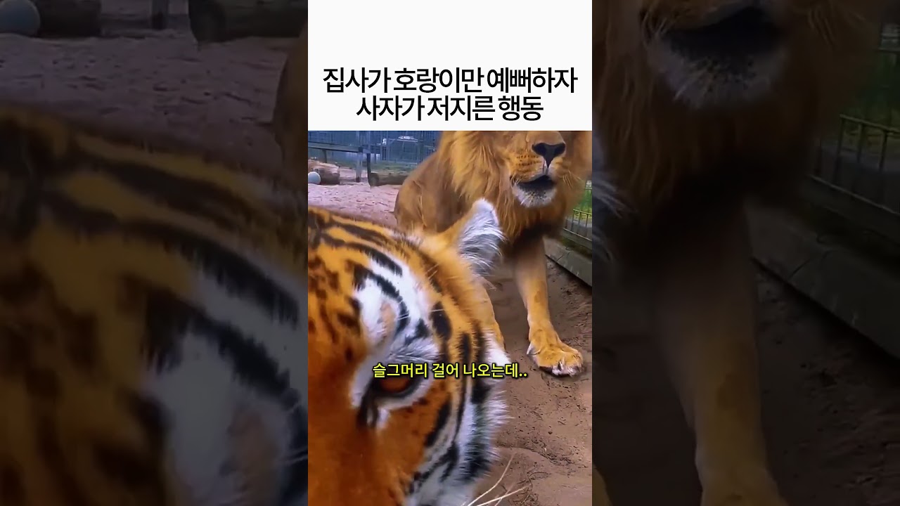 집사가 호랑이만 예뻐하니 사자가 저지른일
