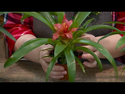 "Удачная среда" - ухаживаем за растениями семейства бромелиевых (Бийское телевидение)