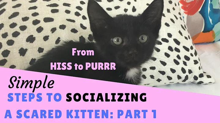 From Hiss to Purrr - Steps to Socializing a Scared Kitten - Part 1