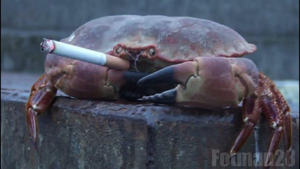 Smoking crab jumpscare !!!😱😱VERY SCARY😱😱!!! Blue Lobster parody. !WARNING! Extreme earrape 4k