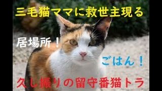 【三毛猫ママの救世主】不妊手術後のマネジメントが当たり前の世の中に🙏久しぶりの留守番猫トラちゃん🐯