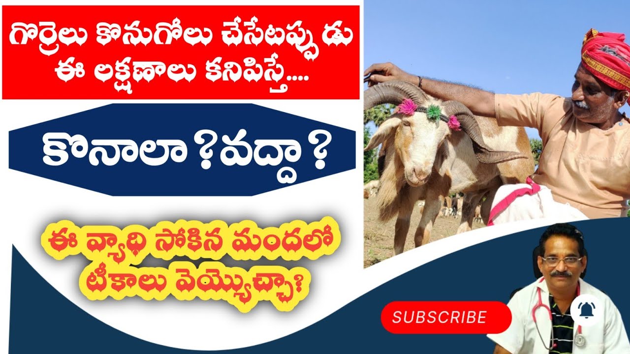 how-to-identify-ppr-effected-sheep-goat-symptoms-care-in-purchase