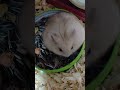 寵物布丁鼠 #cute#可愛い