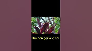 Mẹo Chữa Bệnh Phụ Nữ Bằng Lá Huyết Dụ #Shorts