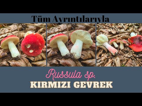 Video: Russula Neye Benziyor