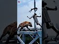 Thieving Dog Was Stopped by Hero Robot Dog