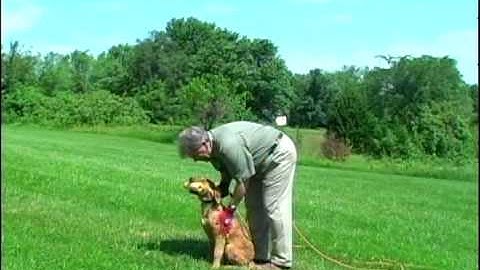 Puppy field protocols 2
