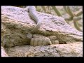 Snakebite rattlesnake
