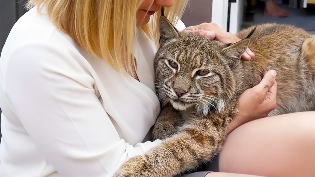 Эту рысь планировали усыпить. Никто её не хотел, пока не появилась эта женщина.