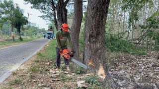 Antisipasi angin kencang‼️ Tebang 2 pohon rawan tumbang pinggir jalan.