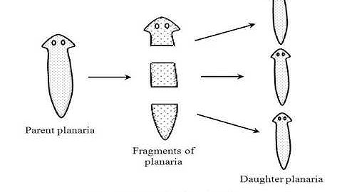 18 Animal Form And Function Ii New 1