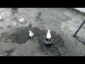 Будапештские голуби Сергея г.Синельниково