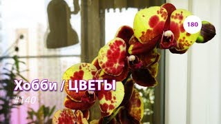 180#140 / Хобби Цветы / 07.2019 - ОБЗОР ПОКУПОК ИЗ OBI и JMP ( ФУДСИТИ, ТЁПЛЫЙ СТАН. МОСКВА)