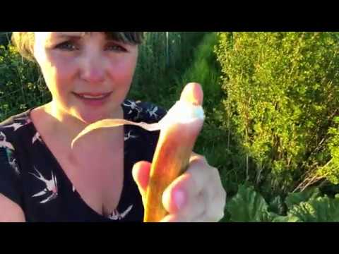 Video: Rabarberfrøindsamling: Hvornår skal man høste frø fra rabarberplanter