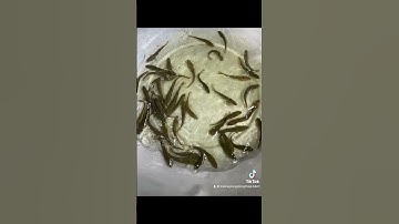 Cá lóc bông giống #caloc #calocbong #trại_cá_giống_út_me #cá_giống 0909770509