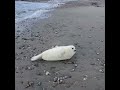 Walking upon a baby north atlantic seal