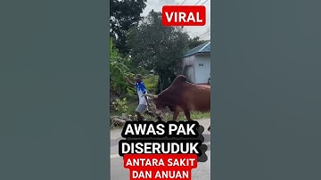 AKSI MENGERIKAN DI SERUDUK SAPI TAPI MAU KETAWA #viral #viralvideo #video #viralshorts #shortvideo