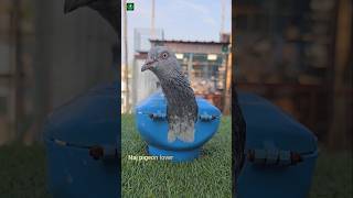 Vitamin E-Cap feeding pigeon #shorts