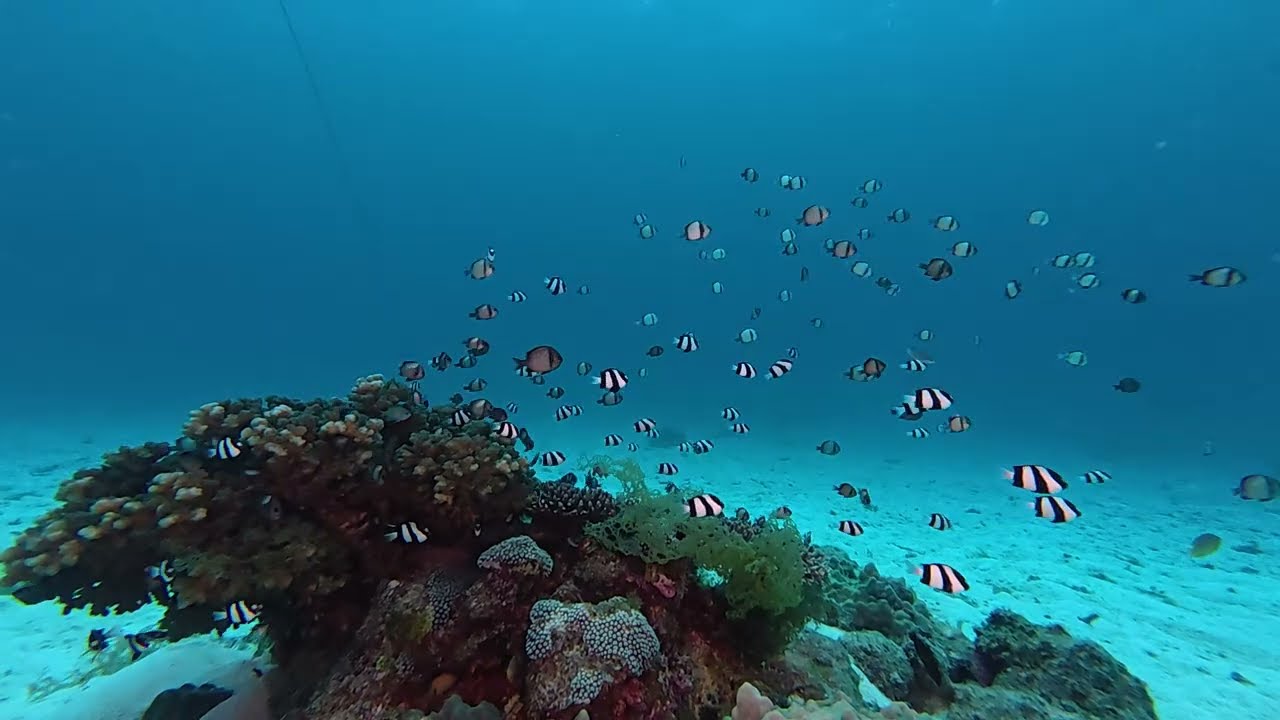 260304【Dive4竹富島ビタローの根03】石垣島ダイビングツアー