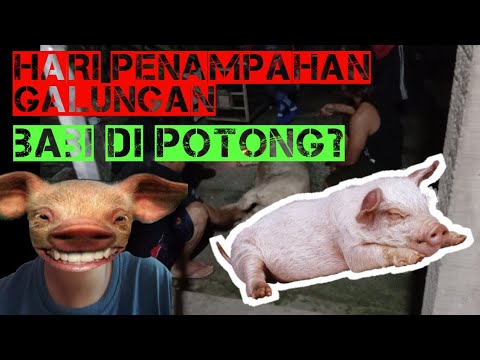 63+ Gambar Babi Penampahan Galungan Paling Hist 63+ Gambar Babi Penampahan Galungan Paling Hist