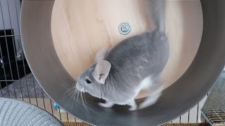 Chinchilla Loves His Exercise Wheel