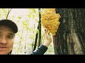 Продолжаю сбор Куриного гриба ТСЖ 🍄🌳🌿